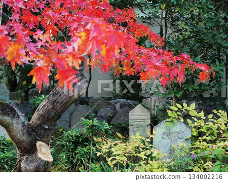 Autumn leaves and stone Buddha statues at Gangoji Temple in Nara Prefecture, November Autumn leaves and stone Buddha statues at Gangoji Temple in Nara Prefecture, November 134002216