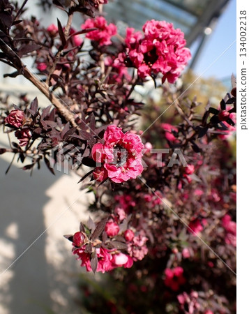 Leptospermum flowers Manuka flowers 134002218