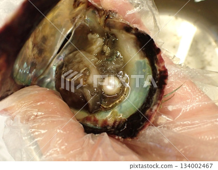 Akoya pearl Akoya pearl 134002467
