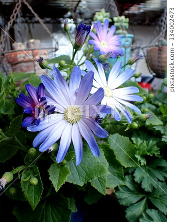 瓜葉菊花 瓜葉菊花 134002473