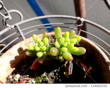 Sedum succulent Sedum succulent 134002501