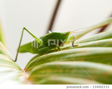 A grasshopper on a leaf 134002515