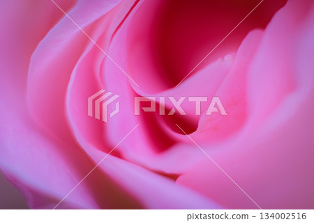 A softly fragrant pink rose A softly fragrant pink rose 134002516