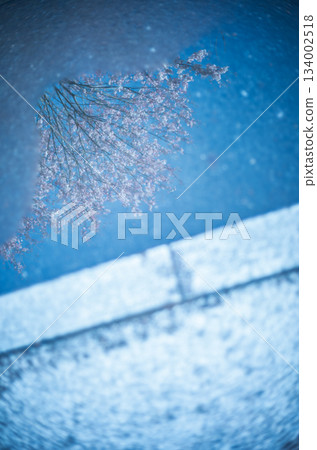 Cherry blossoms blooming on the street Cherry blossoms blooming on the street 134002518