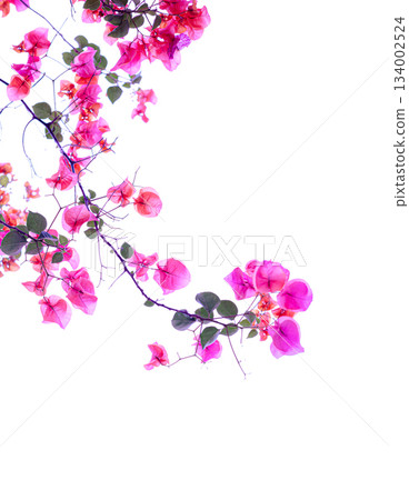 迷人的盛開的三角梅 迷人的盛開的三角梅 134002524