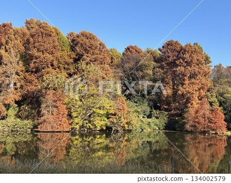 秋葉 秋葉和公園 秋葉 秋葉和公園 134002579