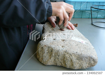 Children try crushing nuts using porous stones and grinding stones [Jomon and Yayoi periods] 134002587