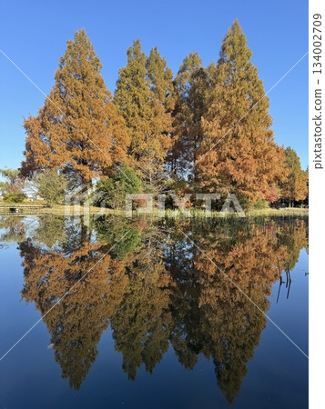 Autumn leaves, Autumn leaves park, Autumn leaves in Japan Autumn leaves, Autumn leaves park, Autumn leaves in Japan 134002709