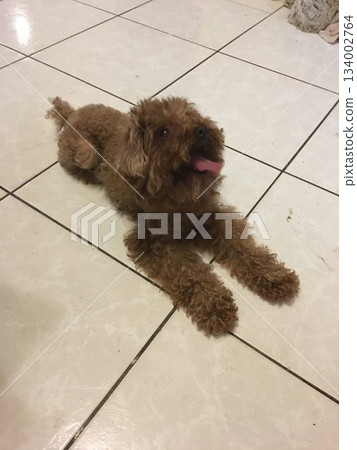 A palm-colored distinguished guest dog is resting, spitting tongue tip 134002764