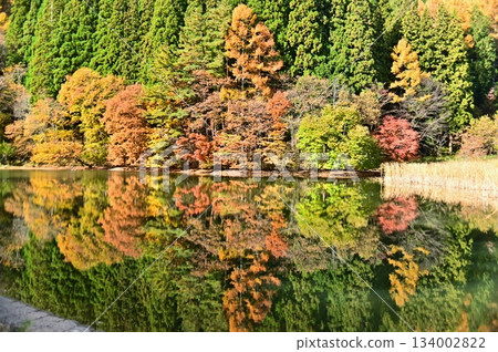 Autumn scenery of Yawatabayashi Pond, with its colorful water surface 134002822
