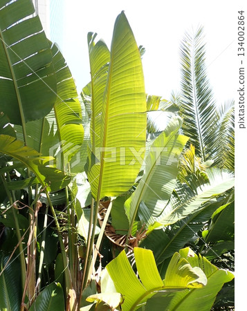 Basho leaf vein Basho leaf vein 134002864