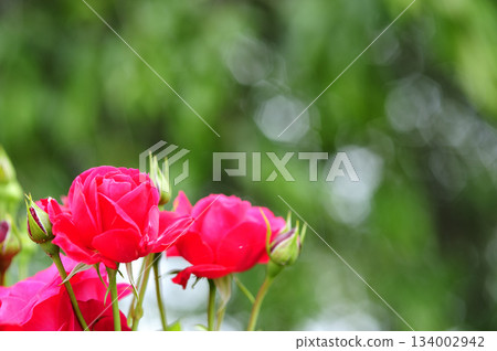 附近的玫瑰園 134002942