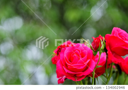 附近的玫瑰園 附近的玫瑰園 134002946