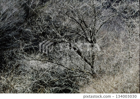赤城山的冬死林:樹枝錯綜複雜的形態 赤城山的冬死林:樹枝錯綜複雜的形態 134003030