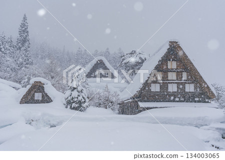 Shirakawago Winter Scene 134003065