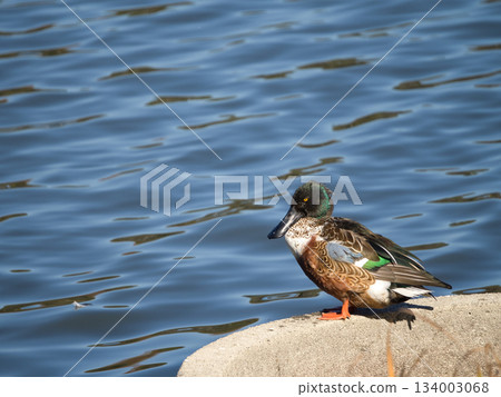 鳥兒在水中偎依 鳥兒在水中偎依 134003068