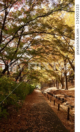 Ueda Castle's turret and autumn leaves in autumn colors 134003183