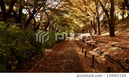 Ueda Castle's turret and autumn leaves in autumn colors Ueda Castle's turret and autumn leaves in autumn colors 134003184