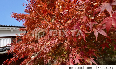 Ueda Castle's turret and autumn leaves in autumn colors Ueda Castle's turret and autumn leaves in autumn colors 134003235