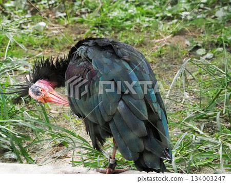 北方禿鹮 134003247