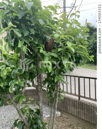 一群蜜蜂聚集在花園的樹上。一群蜜蜂擠在樹枝上。 一群蜜蜂聚集在花園的樹上。一群蜜蜂擠在樹枝上。 134003351