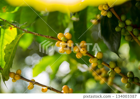 Farmer concept harvest fruit ripe coffee seed robusta arabica berry close up fresh green leaf bean picking orange crop red yellow berries raw plant tree farm growth blur background eco organic garden 134003387