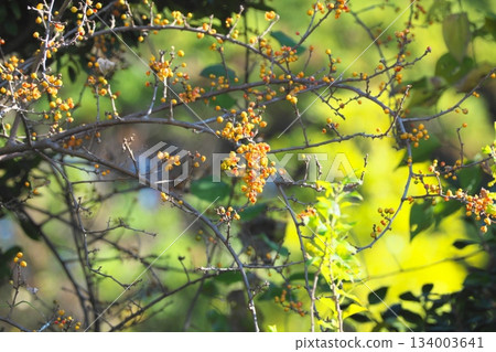 A plant that bears fruit in autumn: the orange skin of the Japanese laurel tree bursts open to reveal red berries. A plant that bears fruit in autumn: the orange skin of the Japanese laurel tree bursts open to reveal red berries. 134003641