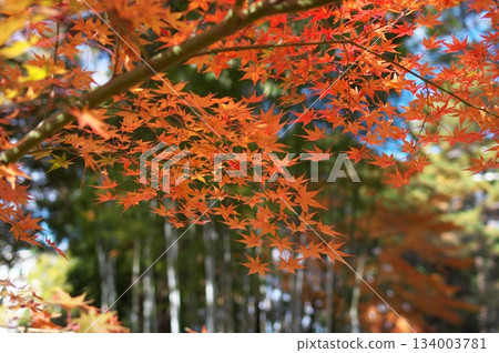 竹林和秋葉 竹林和秋葉 134003781