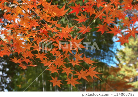 橘色的楓樹 橘色的楓樹 134003782