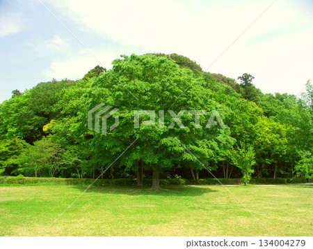 21世紀初夏的森林和廣場景觀,點綴著草地和翠綠的櫸樹 21世紀初夏的森林和廣場景觀,點綴著草地和翠綠的櫸樹 134004279