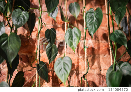 Climbing Philodendron plant with hear shaped green leaves at home, ropes used by plants for support 134004370