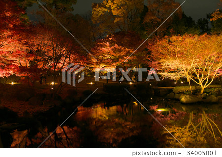 Beautiful illuminated autumn leaves Natural scenery (December 2024) 134005001
