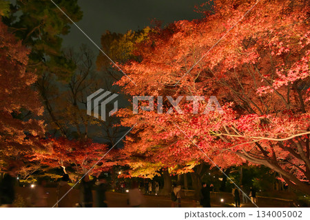 Beautiful illuminated autumn leaves Natural scenery (December 2024) Beautiful illuminated autumn leaves Natural scenery (December 2024) 134005002