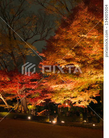 美麗的秋葉照明自然風光（2024 年 12 月） 134005004