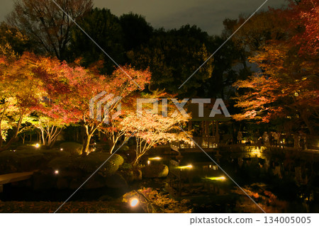 美麗的秋葉照明自然風光（2024 年 12 月） 134005005