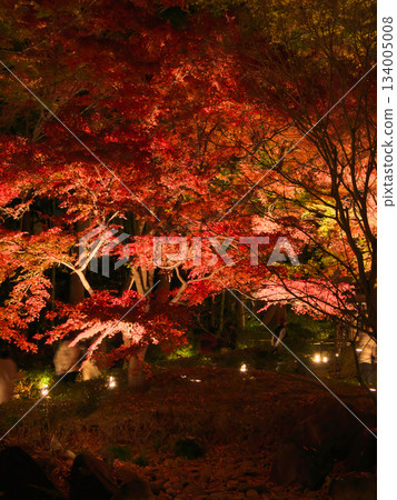 Beautiful illuminated autumn leaves Natural scenery (December 2024) Beautiful illuminated autumn leaves Natural scenery (December 2024) 134005008