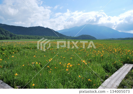 【山景】群馬縣尾澤原市萱草叢 134005073