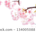 Kawazu cherry blossoms to announce the arrival of spring 134005088