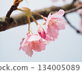 Kawazu cherry blossoms to announce the arrival of spring 134005089