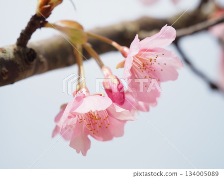 河津櫻花宣布春天的到來 河津櫻花宣布春天的到來 134005089