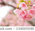 Beautiful Kawazu cherry tree 134005090