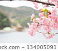 Scenery with Kawazu cherry blossoms 134005091