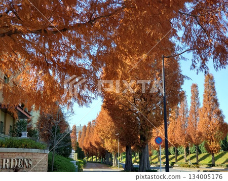 Late autumn metasequoia-lined streetscape-2 Late autumn metasequoia-lined streetscape-2 134005176