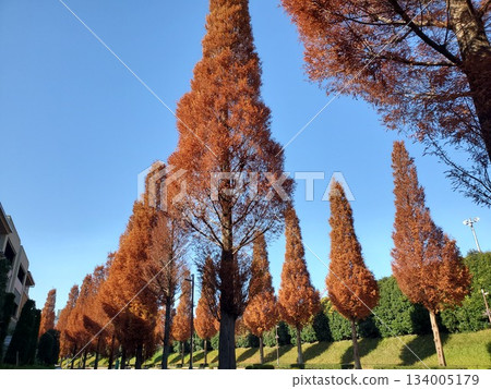 A street lined with metasequoia trees in late autumn 134005179