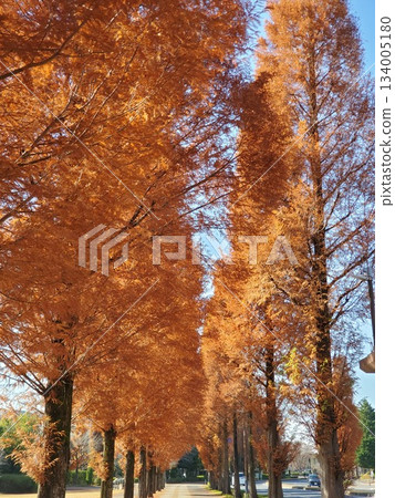 深秋時節，兩旁綠蔭掩映的山林街道－豎圖 3 134005180