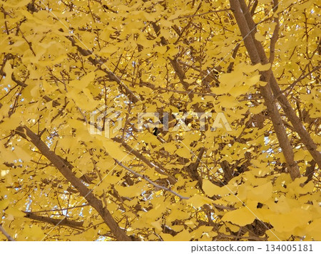 鴿子棲息在銀杏樹上 134005181