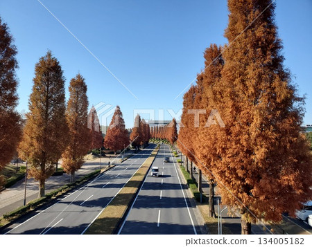 Late autumn metasequoia-lined road-2 134005182