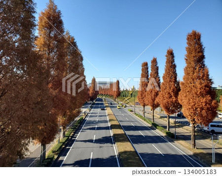 深秋時節,道路兩旁綠樹成蔭,宛如一片水杉林。 深秋時節,道路兩旁綠樹成蔭,宛如一片水杉林。 134005183