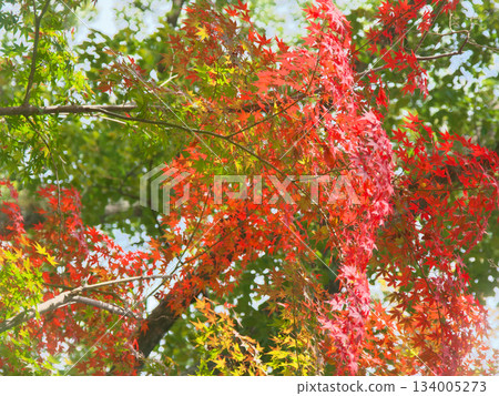 紅葉谷充滿活力的秋葉（自然景觀，2025 年 11 月） 134005273