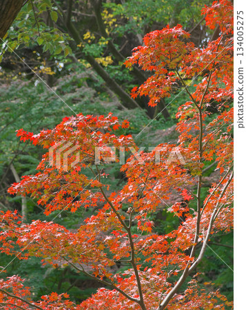 紅葉谷充滿活力的秋葉（自然景觀，2025 年 11 月） 134005275